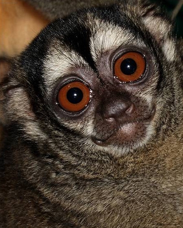  p>鬼夜猴(学名: i>aotus lemurinus /i>)是 a href="#" data-lemmaid