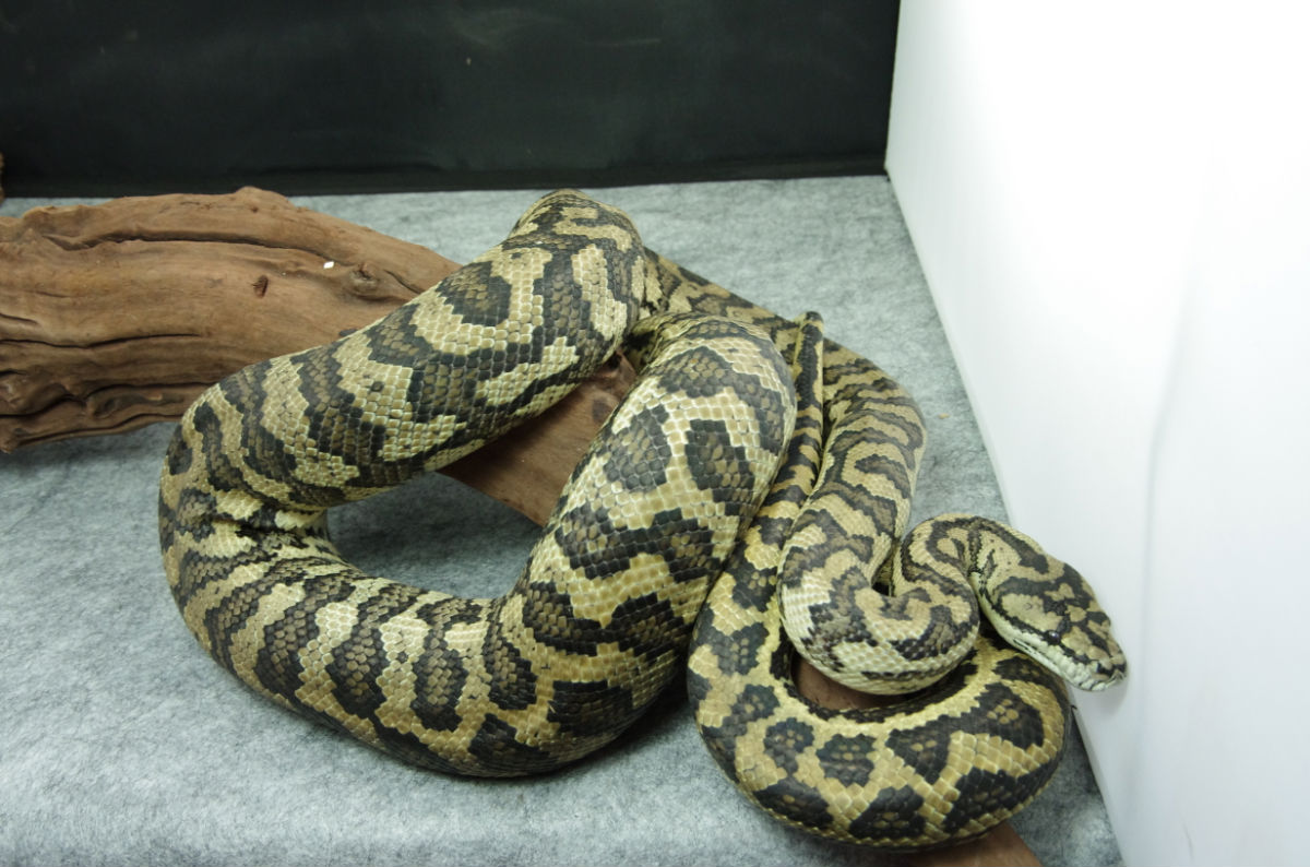  p>地毯蟒因花纹独特型似地毯而命名,是 a href="#" data-lemmaid="