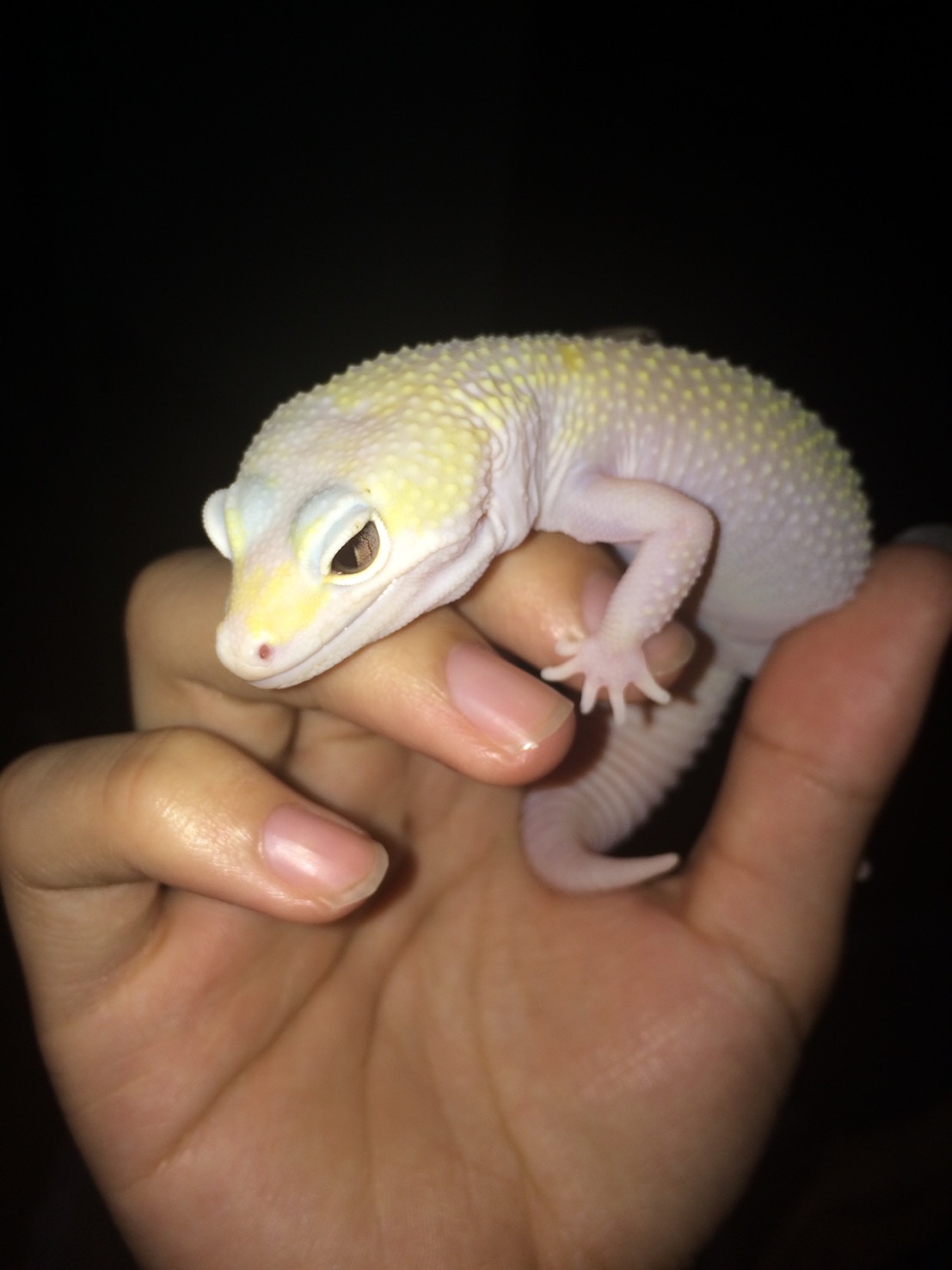 守宫,学名:"eublepharis macularius" macularius意思是"有斑点的"