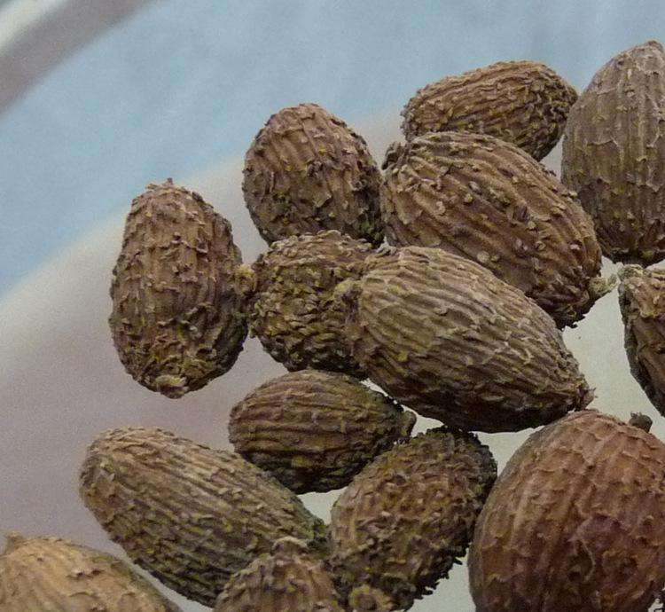  p>红壳砂仁,姜科豆蔻属草本植物,高约2米,为我国独有,生长于竹林中