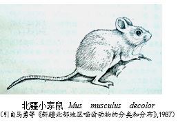 小家鼠_百度百科