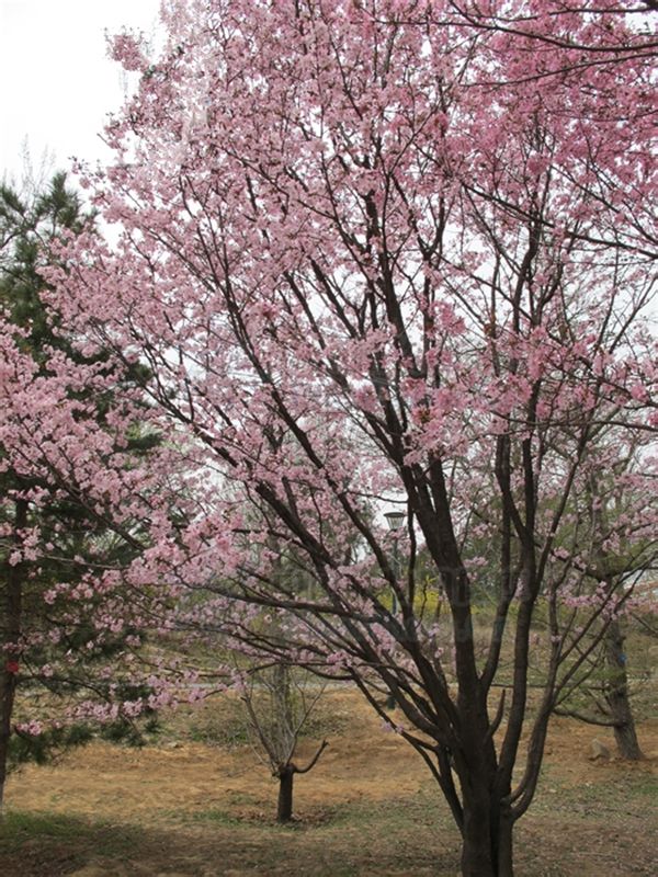  p>大 a target="_blank" href="/item/山樱">山樱 /a>属于蔷薇科李属