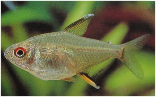  p>柠檬灯鱼,学名为丽鳍望脂鲤 (hyphessobrycon pulchripinnis),又称