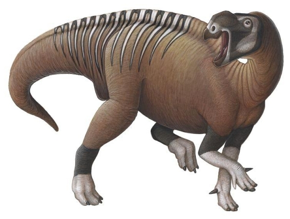 穆塔布拉龙(muttaburrasaurus)