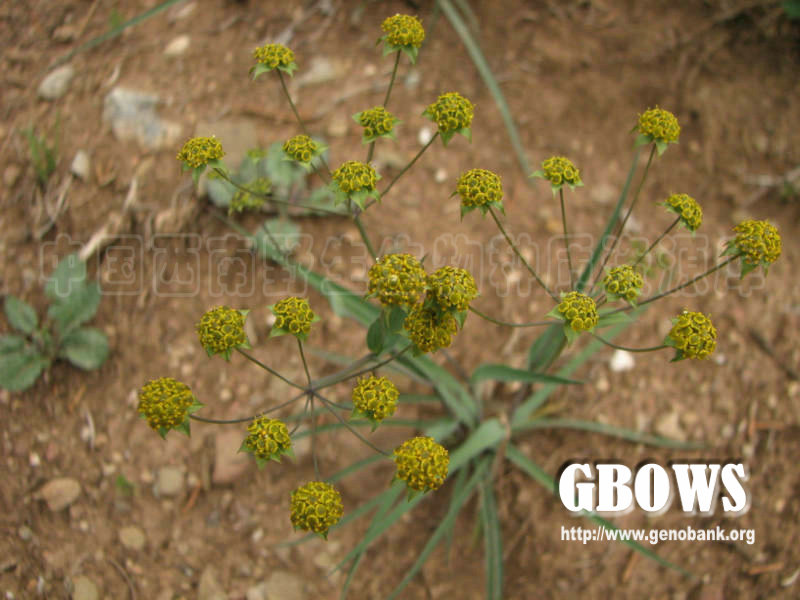  p> b>云南柴胡 /b>(学名: b> i>bupleurum yunnanense /i> /b>)为