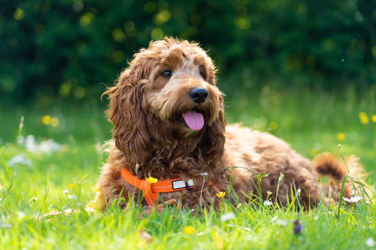 可卡布犬_百度百科