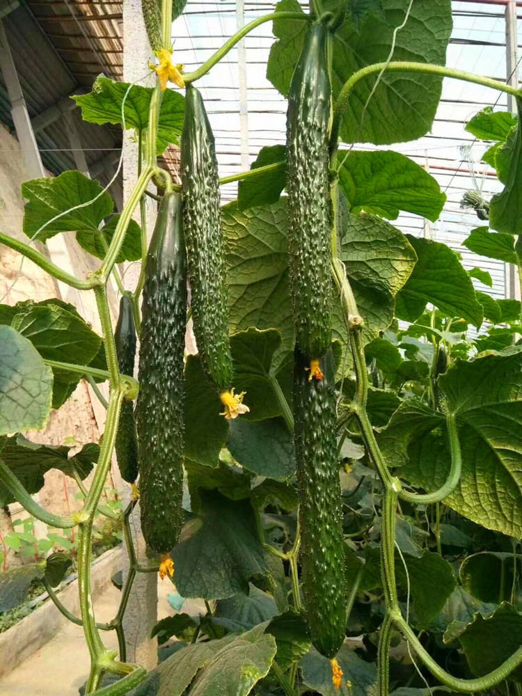 津杂4号黄瓜