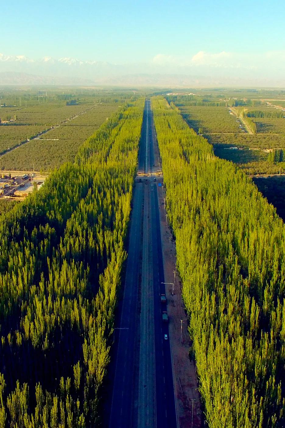 植树造林，如何改变中国？百科ta说 