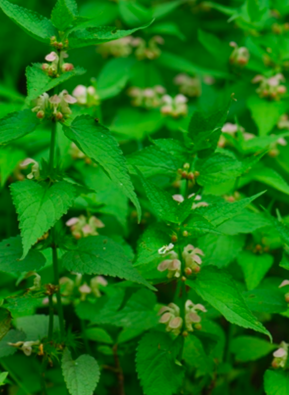  p>龙脑薄荷,草本,匍匐茎,叶对生, a target="_blank" href="/item/轮