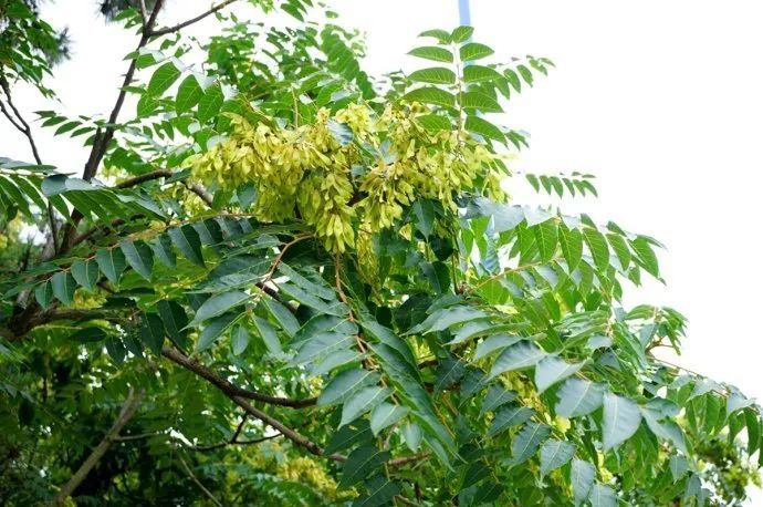 千头椿病虫害(千头椿病虫害防治方法)