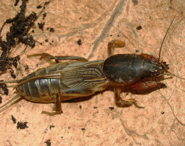 ="2665410">蝼蛄科 /a> a target="_blank" href="/item/昆虫/30467"