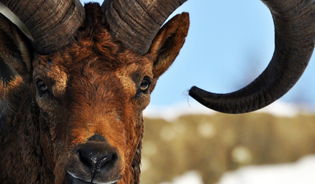 高加索羱羊(学名:  i>capra cylindricornis /i>):是偶蹄目,牛科,山羊