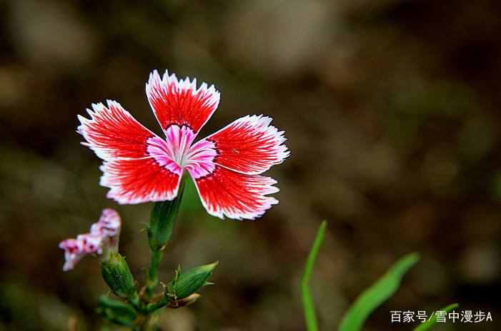 花色鲜艳的石竹花_百科TA说