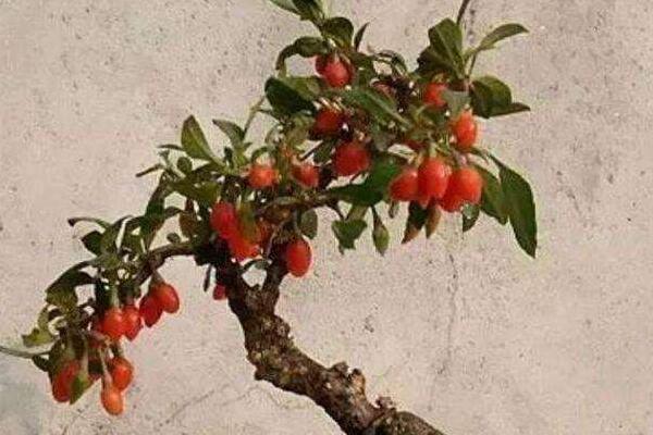 枸杞树一般在什么季节开花，长势差是什么原因_百科TA说