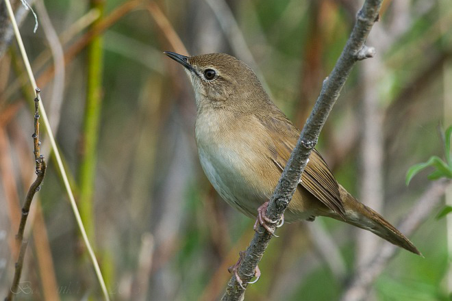  p>中华短翅莺(学名: i>bradypterus tacsanowskius /i>):小型鸟类,体