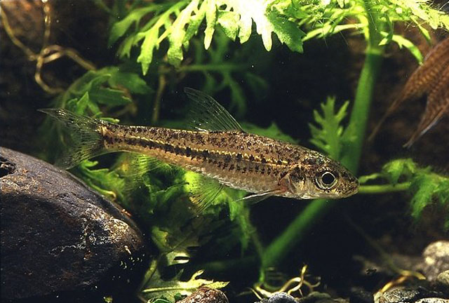  p>银鮈(学名: i>squalidus argentatus /i>)是鲤科,银鮈属小型鱼类.