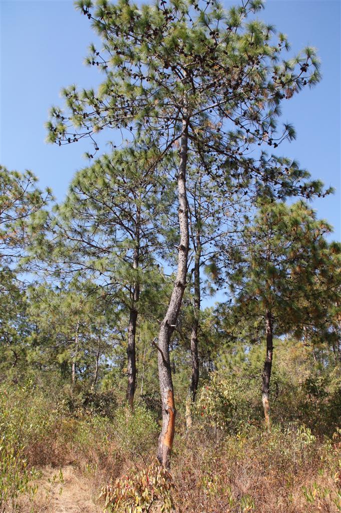 云南松永仁家系16号