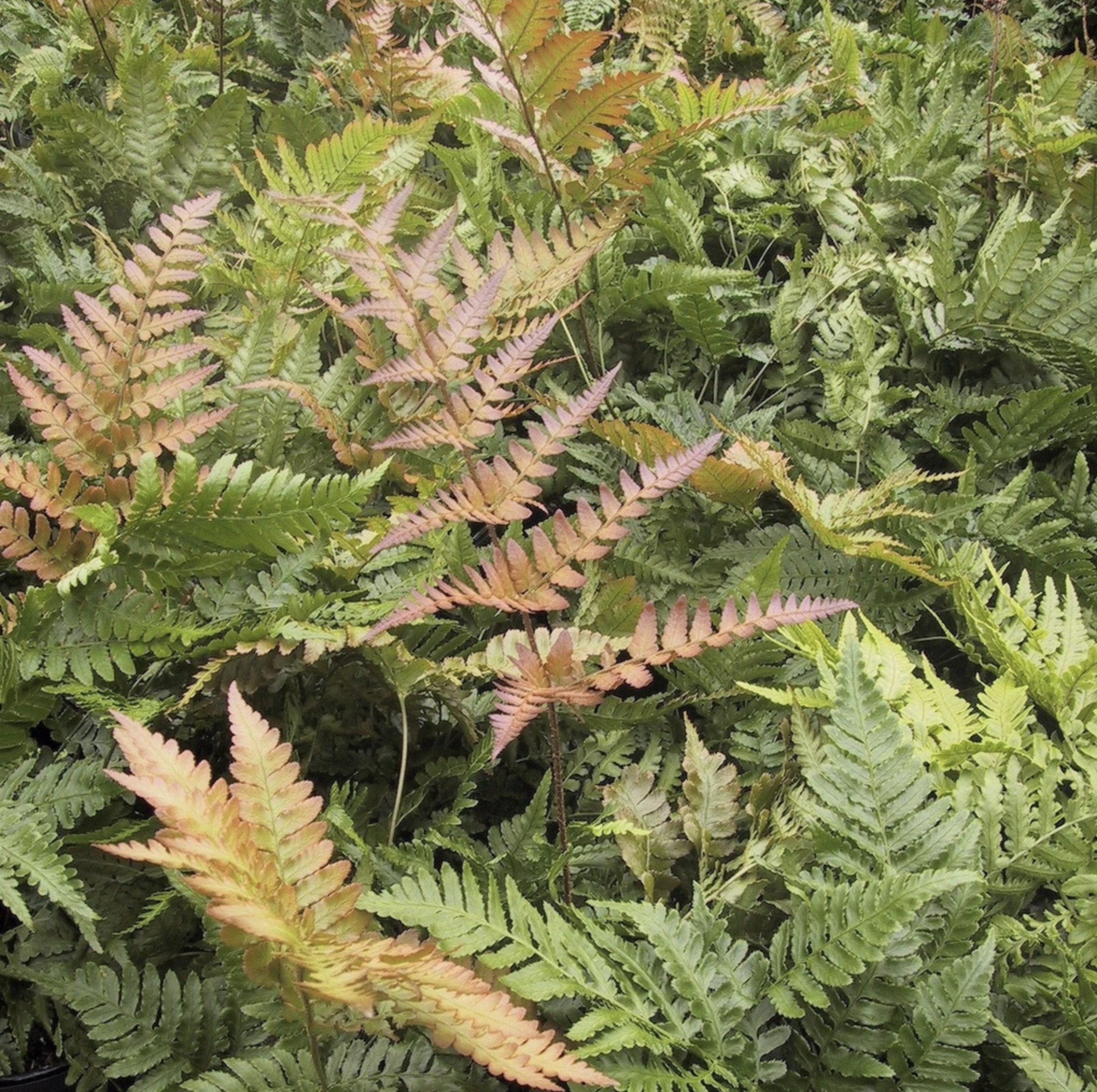  p>红盖鳞毛蕨(学名: i>dryopteris erythrosora /i> (eaton) o.