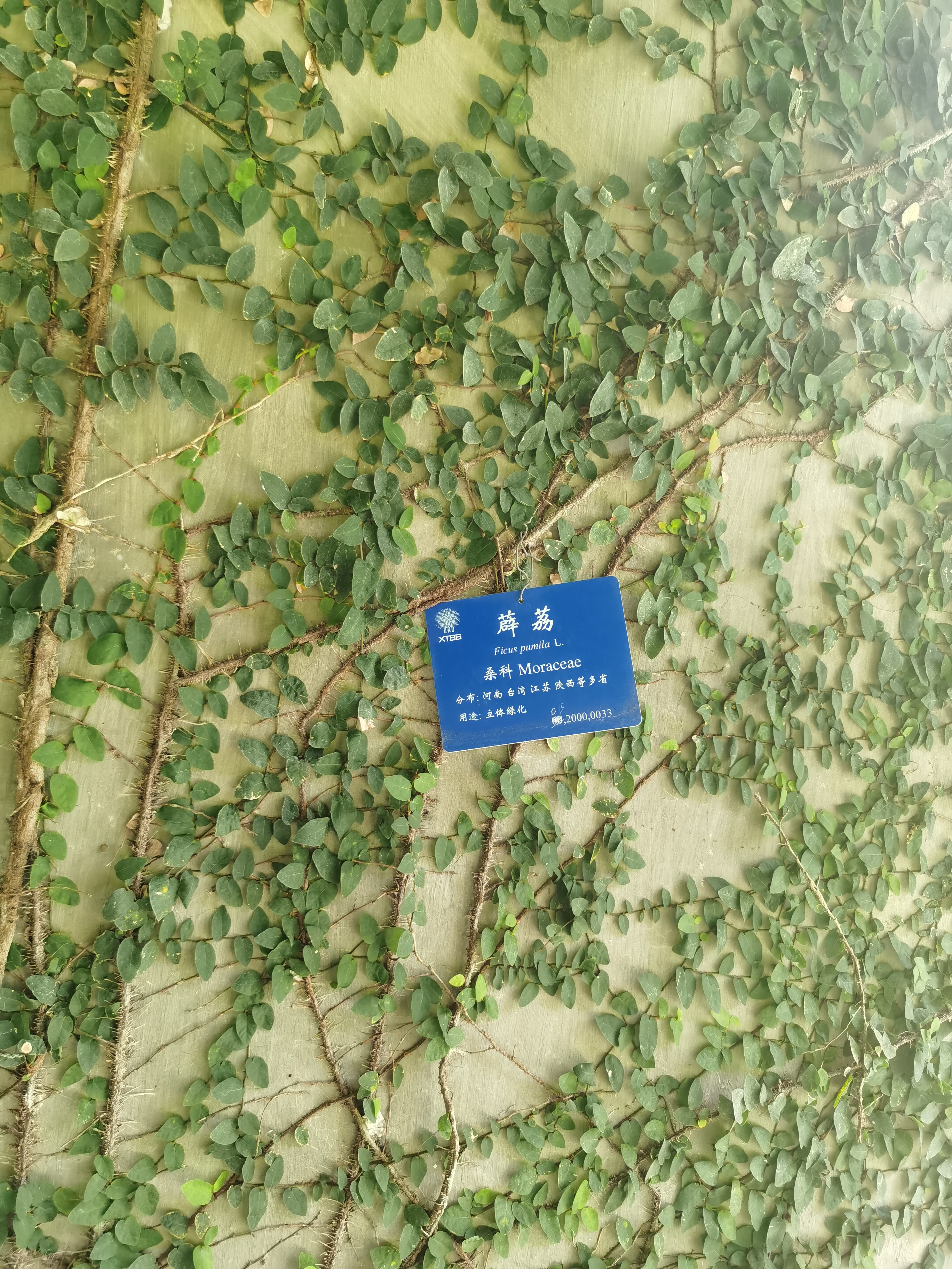 薜荔