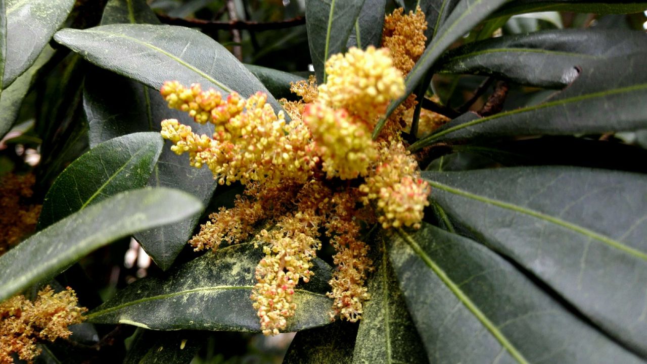 杨梅花（杨梅科杨梅属植物）_百度百科