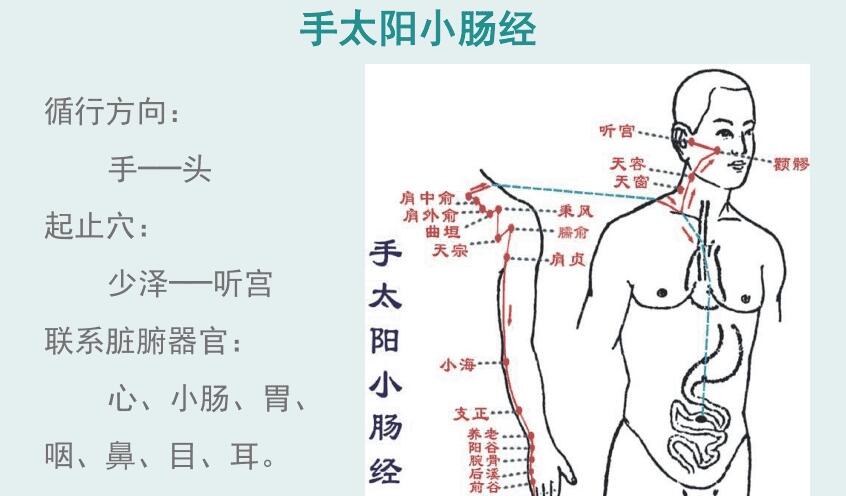 手太阳小肠经经络示意图