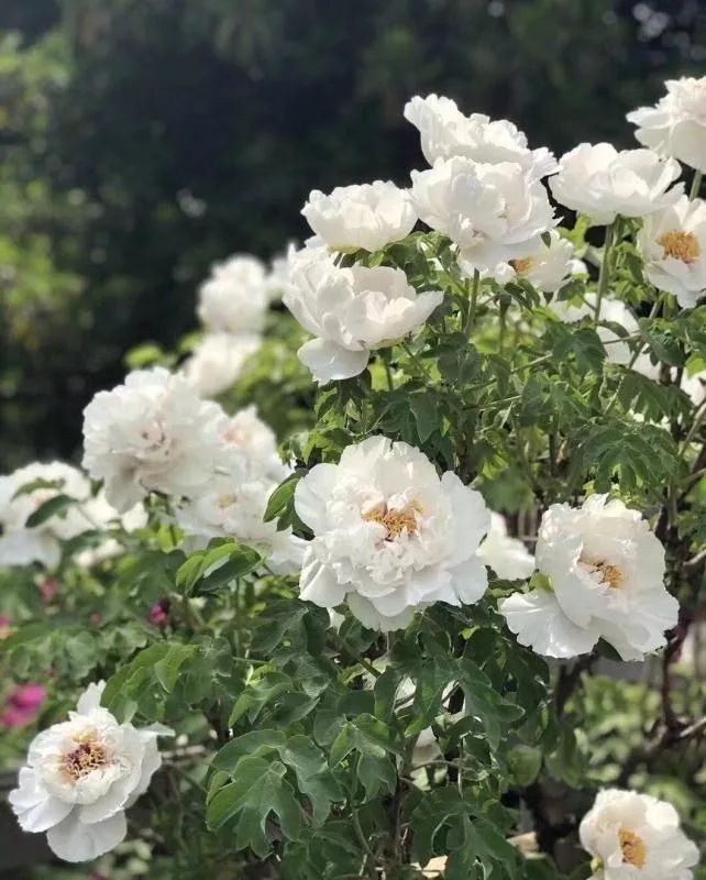 滝寺窯　井部富夫　陶器？花器？ 滝寺窯 新潟上越 井部富夫 筒花入／花瓶