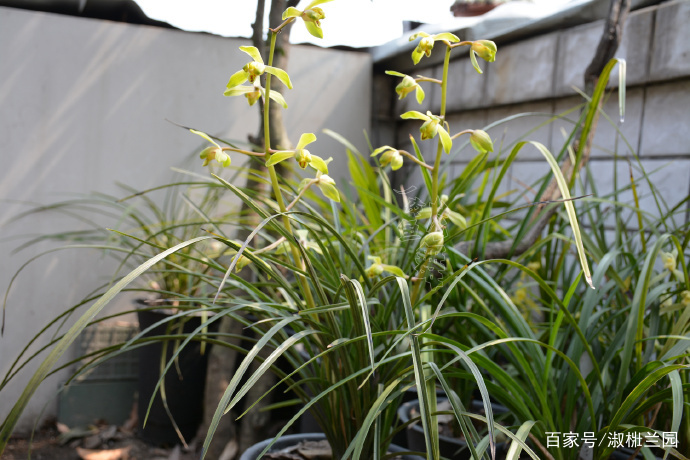 兰花欣赏蕙兰名品解佩梅，又名江皋梅，民国初年由张姓爱兰者选出_百科TA说