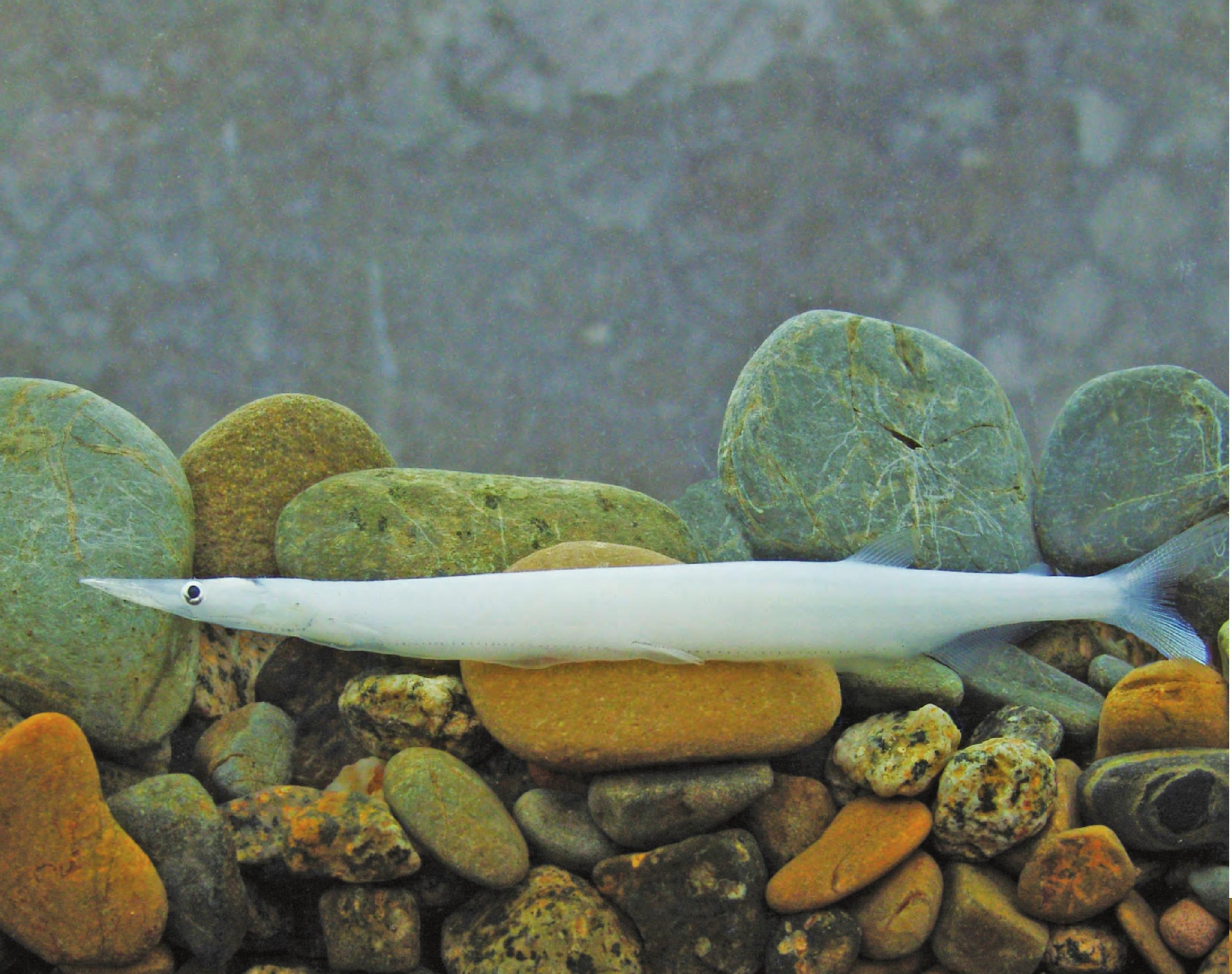 ">鲑形目 /a> a target="_blank" href="/item/银鱼科/5051135"