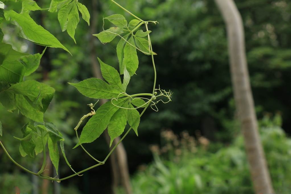  p>浙江雪胆(学名: i>hemsleya zhejiangensi /i>s c. z.