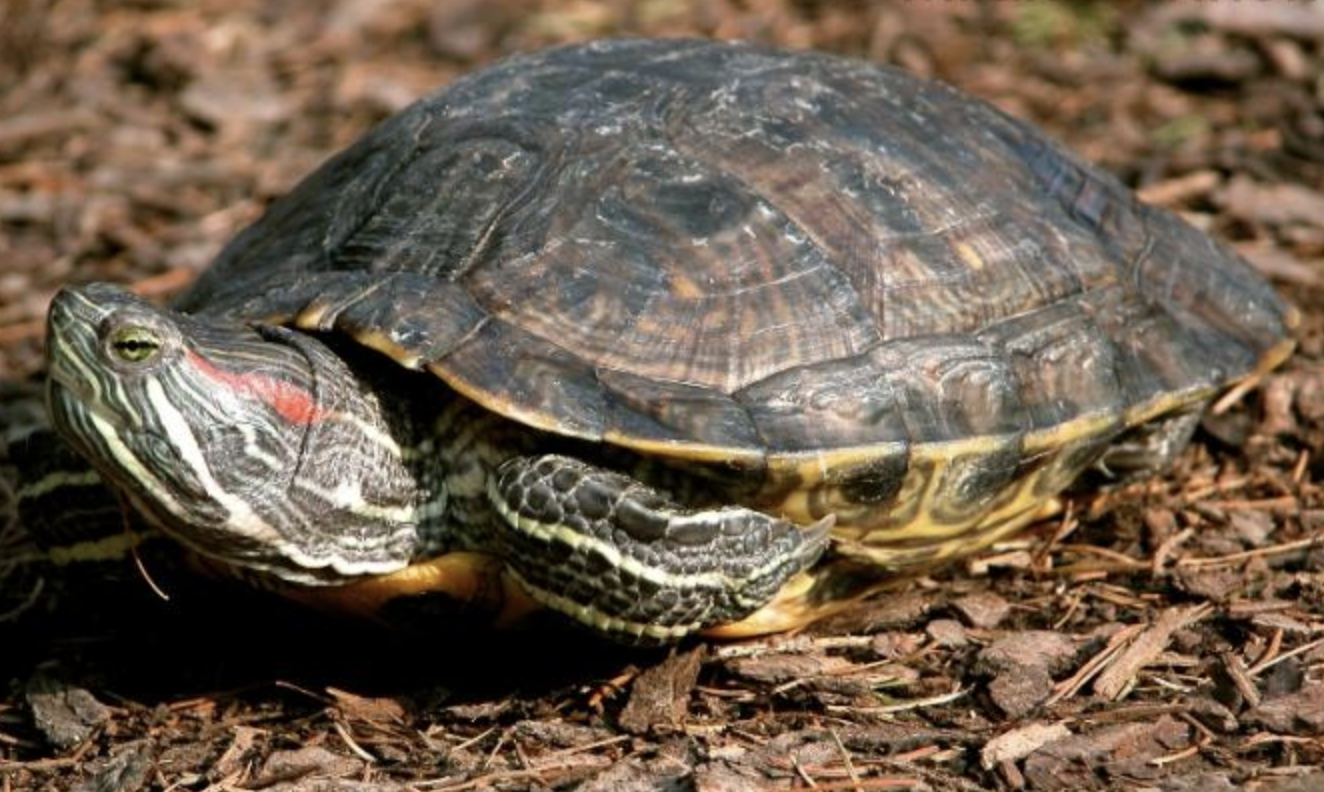 密西西比红耳龟
