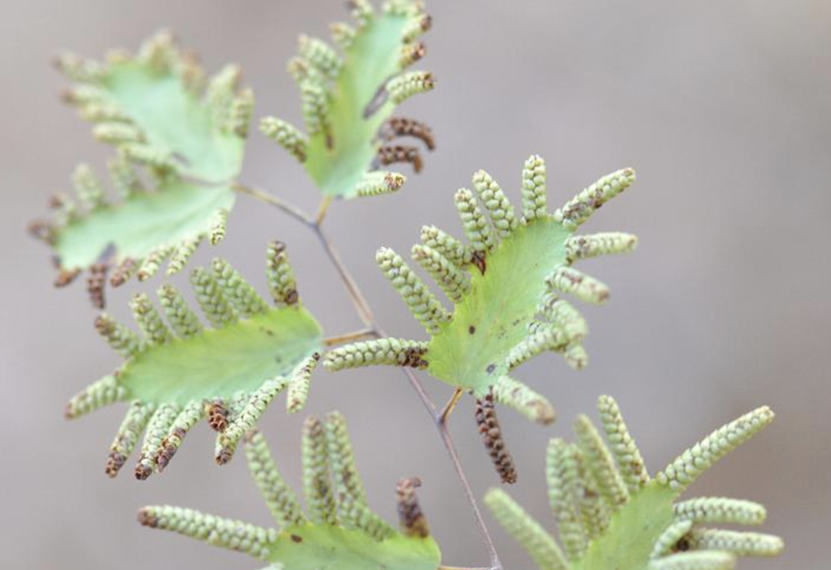  p>小叶海金沙(学名: i>lygodium microphyllum  /i>(cavanilles) r.