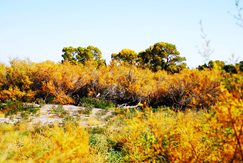  p data-id="gnx3h22dlc">红柳滩,位于西藏阿里地区噶尔县狮泉河谷,是