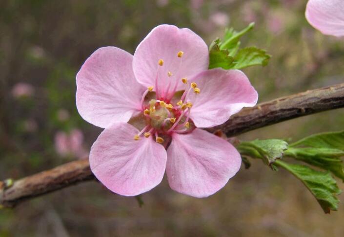 长柄扁桃内蒙古包头市固阳县梅岭沟群体100