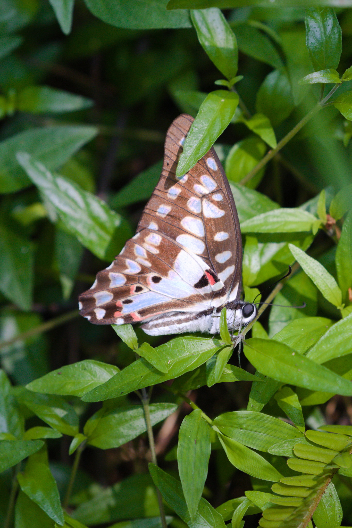  p>碎斑青凤蝶(学名: i>graphium doson /i>)是凤蝶科,青凤蝶属昆虫.