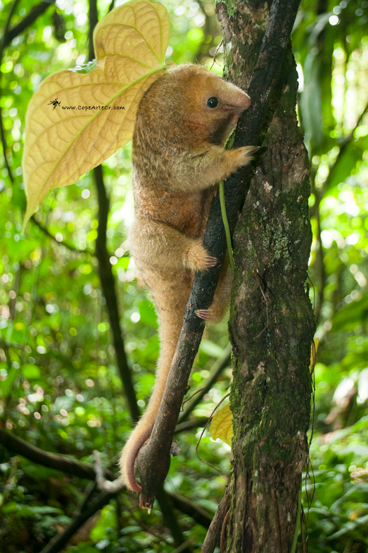  p>侏食蚁兽(学名: i>cyclopes didactylus /i>):是哺乳纲,披毛目,侏