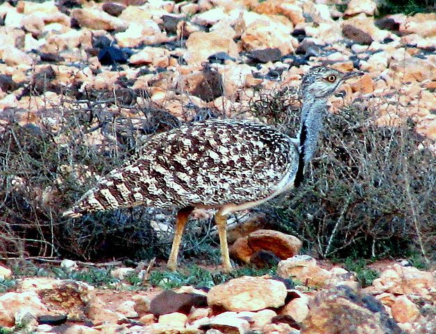  p>翎颌鸨(学名:chlamydotis undulata)体型较 a target="_blank"