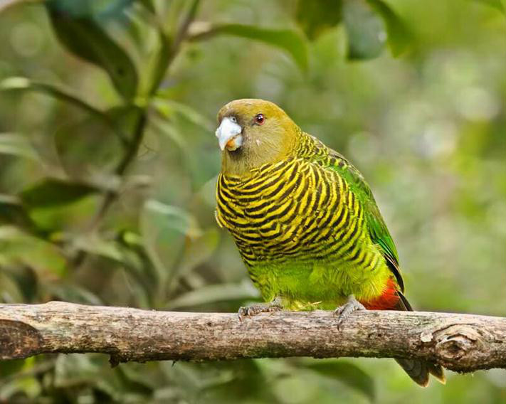  p> b>虎斑鹦鹉 /b>属包括4个种14个亚种,4个种分别是 a href="#"