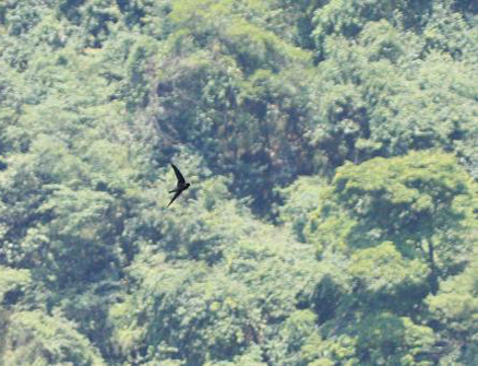  p data-id="go0ba97qac">金丝燕, a target=