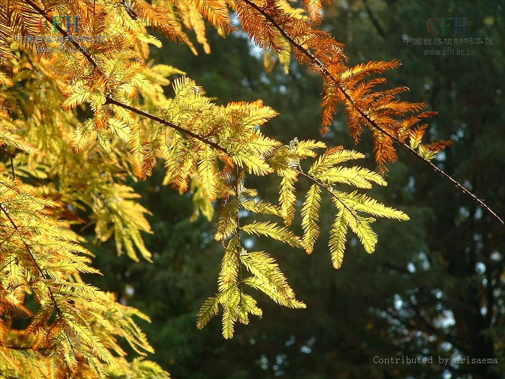 p>落羽杉(学名: i>taxodium distichum /i> (l.) rich.