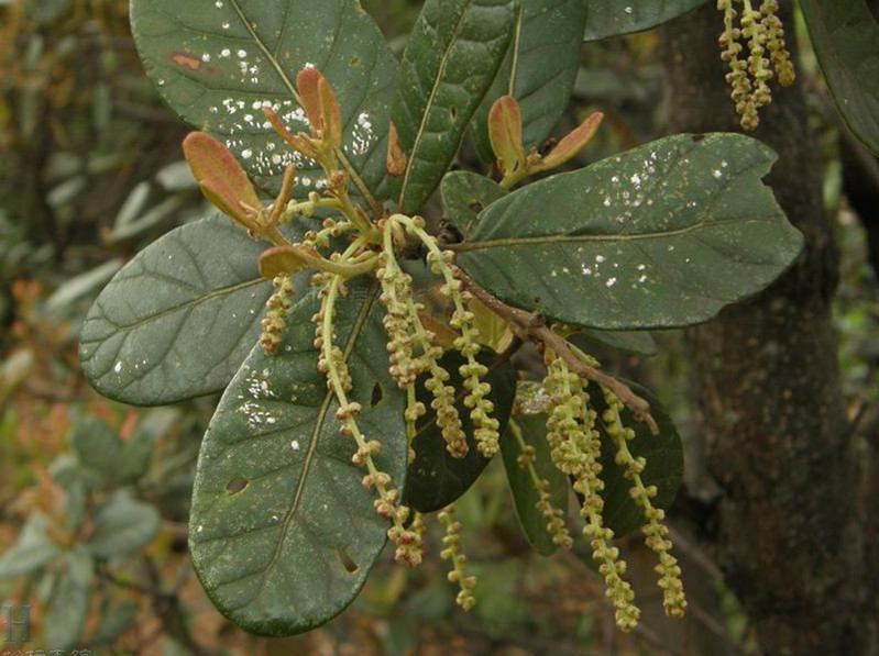quercus semicarpifolia smith