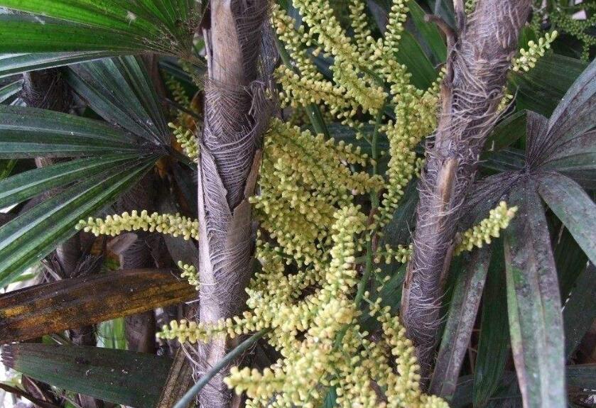 是 a href="#" data-lemmaid="1709680">棕榈科 /a>下的一个属,为 a