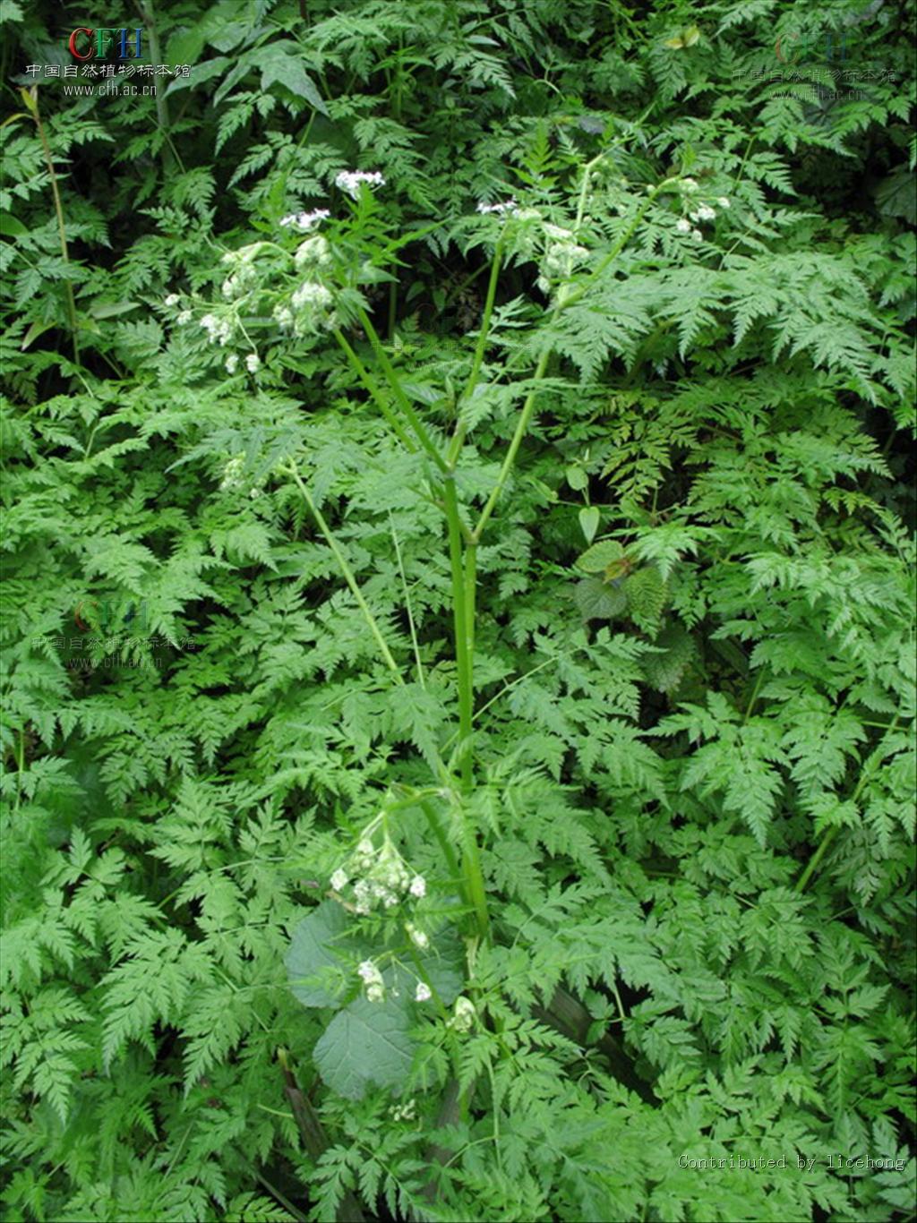 sylvestris(l. )hoffm. 和刺果峨参 a. nemorosa(m. bieb.