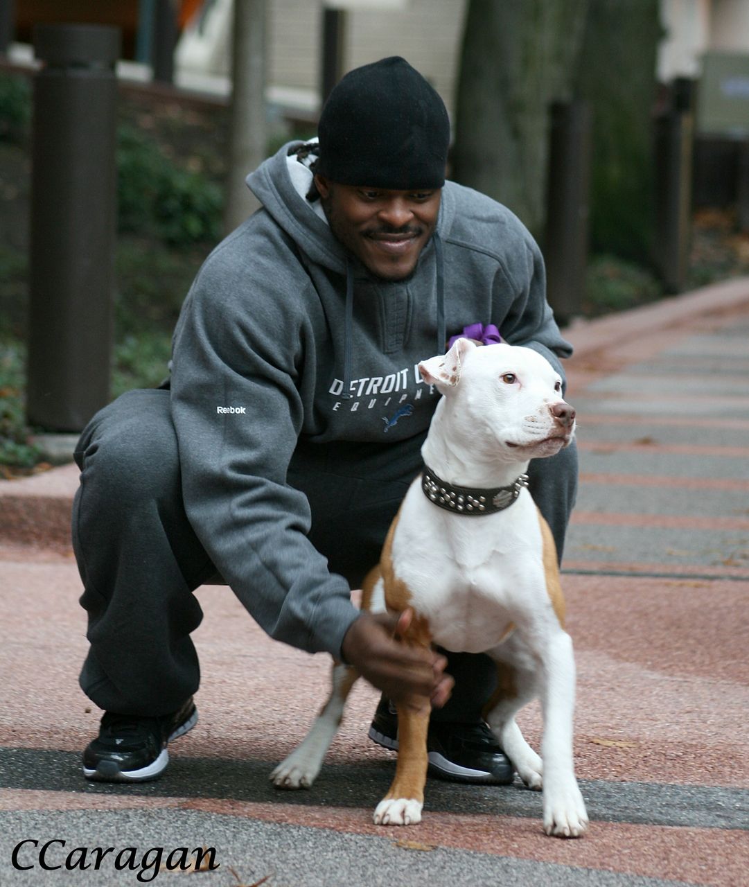 american pit bull terrier