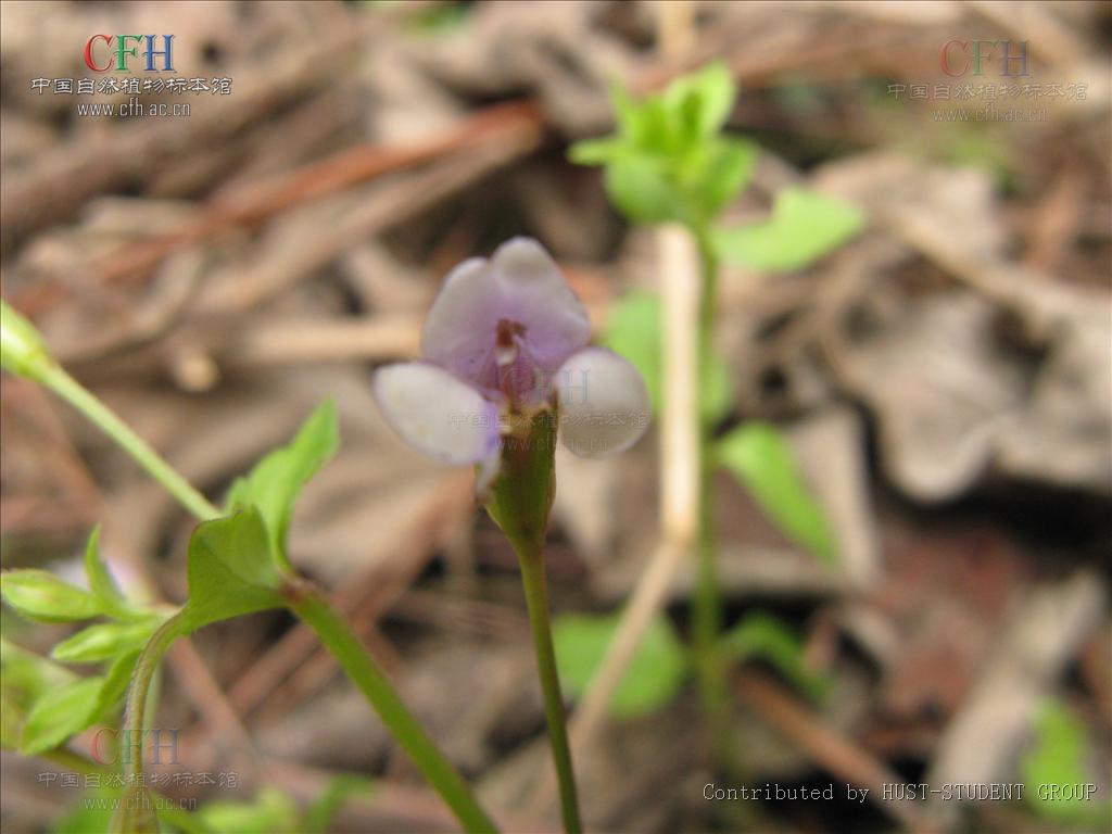  p>母草属一年生草本,通常矮小;叶常对生,全缘或有齿缺;花腋生或排成 