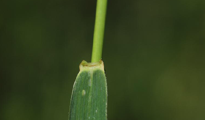  /b>(学名: b> i>leymus angustus /i> /b>)为禾本科赖草属下的一个种