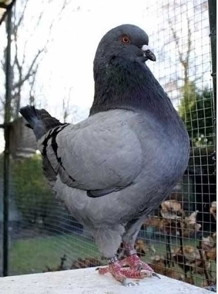 鸽","落地王"和" a target="_blank" href="/item/美国王鸽/9535974"