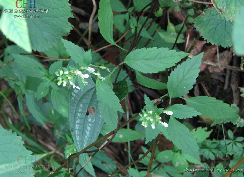  p>掌叶石蚕属(学名:rubiteucris kudo)直立草本.