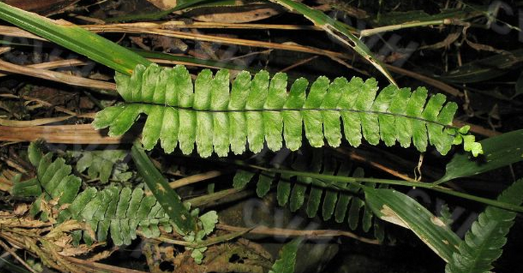  p>角蕨(学名: i>cornopteris decurrenti-alata /i>&nbsp;(hook.