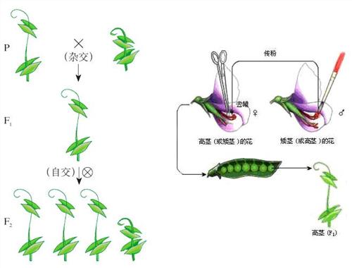  p data-id="gnvixfho85">孟德尔豌豆实验,是把一种开紫花的豌豆种和
