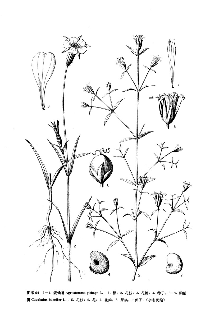  p>麦仙翁(学名:agrostemma githago l)为 a target="_blank" href="